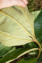 Lannea edulis edulis