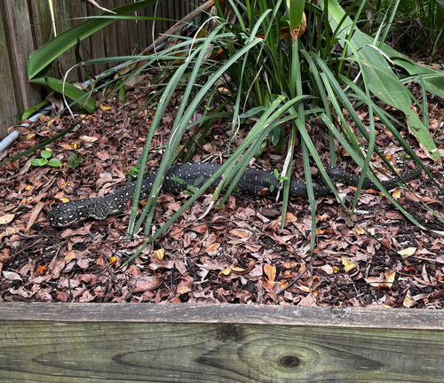 Diamond Python sighting