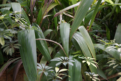 Molineria capitulata