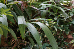 Molineria capitulata