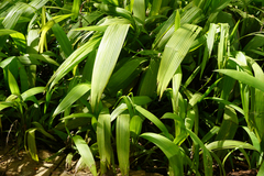 Molineria capitulata