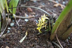 Molineria capitulata