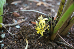 Molineria capitulata