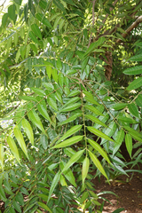 Azadirachta indica