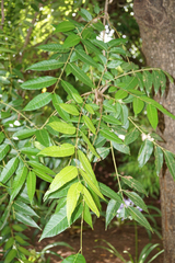 Azadirachta indica