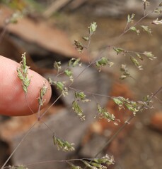 Poa sieberiana, photograph (c) Greg Tasney, some rights reserved (CC BY-SA)