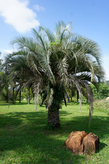 Butia capitata
