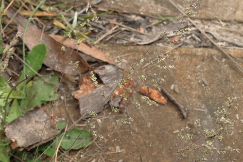 Poa sieberiana, photograph 4