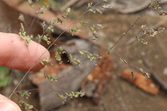 Poa sieberiana, photograph (c) Greg Tasney, some rights reserved (CC BY-SA)