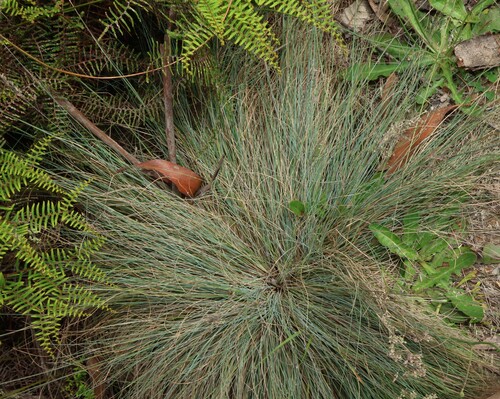 Poa sieberiana, photograph 5