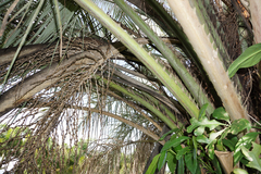 Butia capitata