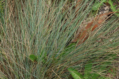 Poa sieberiana, photograph 6