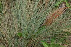 Poa sieberiana, photograph (c) Greg Tasney, some rights reserved (CC BY-SA)