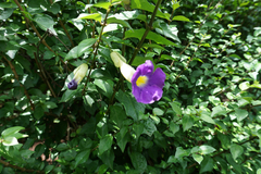 Thunbergia erecta