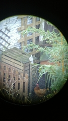 Streptopelia decaocto