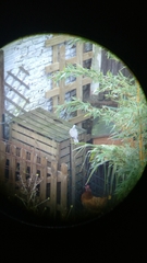 Streptopelia decaocto