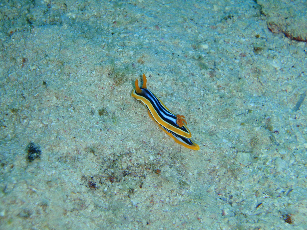 Striped pyjama nudibranch