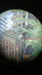 Streptopelia decaocto