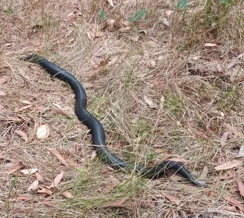 Red-bellied Black Snake sighting