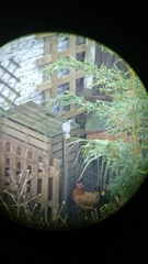 Streptopelia decaocto