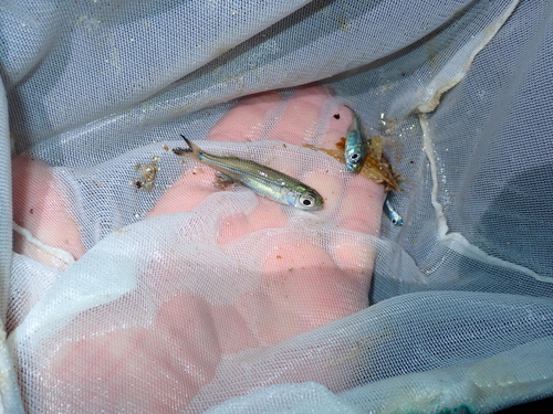 Atherinomorus stipes
