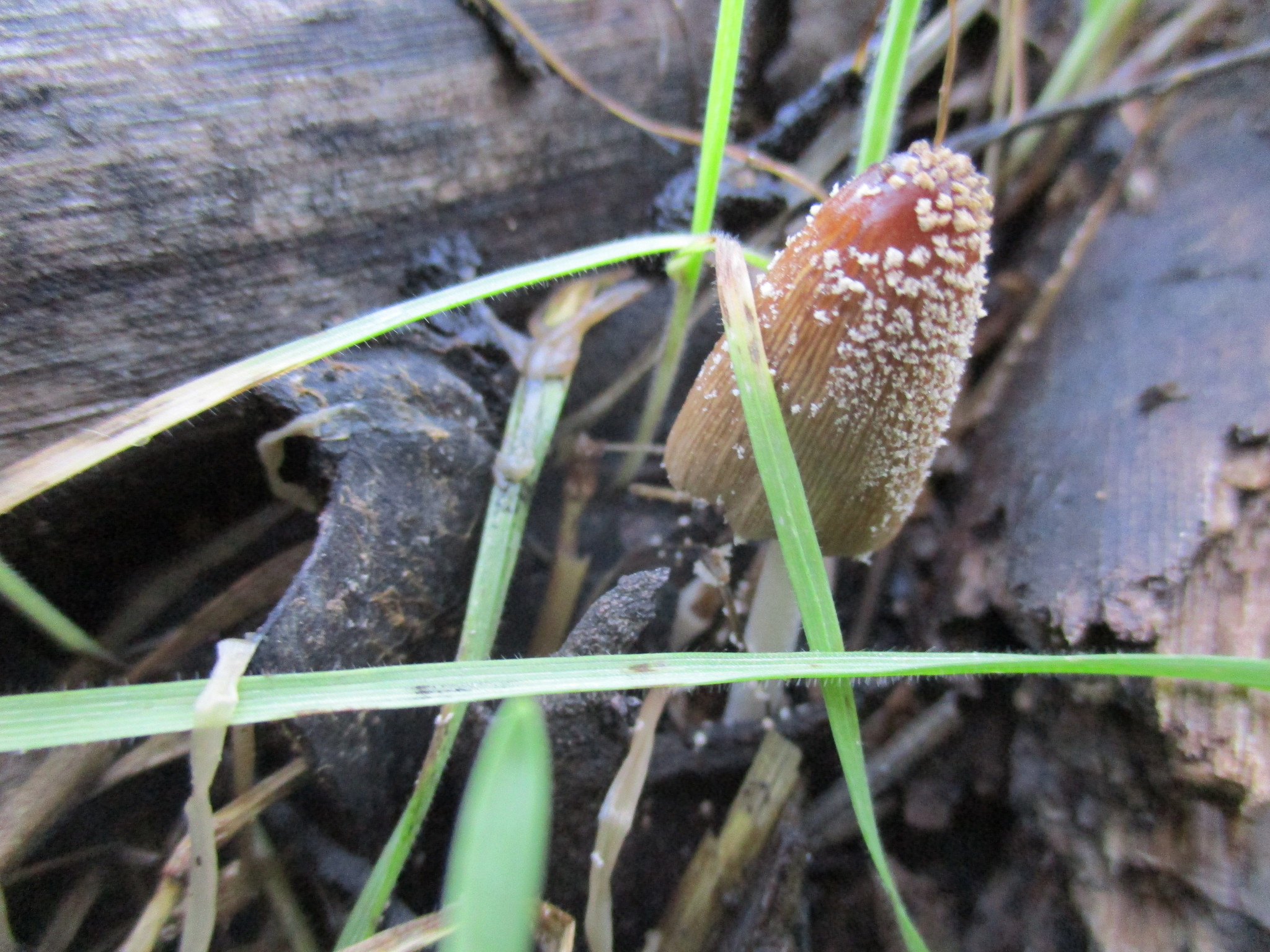 Coprinellus domesticus image