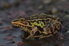Black-Spotted Pond Frog photo 1