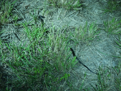 Eastern Small-eyed Snake sighting