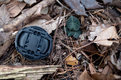 Anoectochilus formosanus