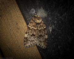 Scaphidriotis xylogramma