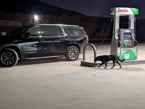 Domestic Dog photographed in Arizona