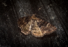 Aporoctena scierodes