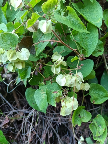 Antigonon flavescens, photograph 1