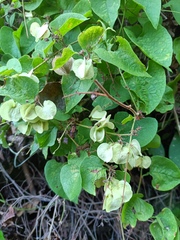 Antigonon flavescens, photograph (c) Carlos Domínguez-Rodríguez, some rights reserved (CC BY)