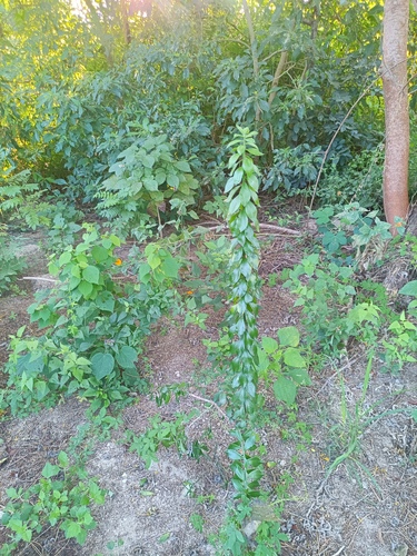 Pereskiopsis kellermanii, photograph 2