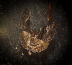 Aporoctena scierodes