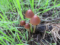 Psathyrella atrospora