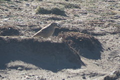 Geositta tenuirostris