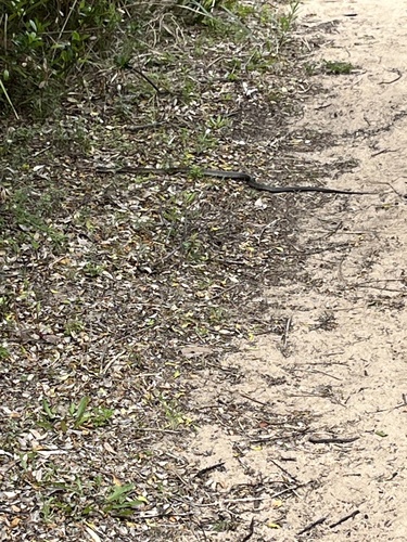 Tiger Snake sighting