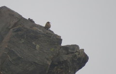 Upucerthia validirostris