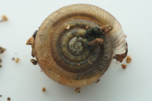 Polygyra cereolus observed 2025-12-15