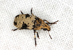 Euparius didymus