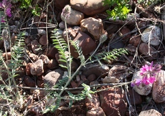 Oxytropis teres