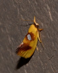 Aristeis hepialella
