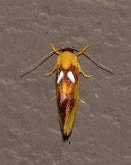 Aristeis hepialella