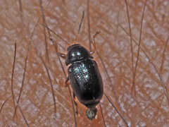 Cryptocephalus labiatus