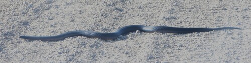 Red-bellied Black Snake sighting