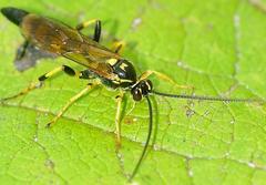Ichneumon annulatorius