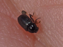 Cryptocephalus labiatus