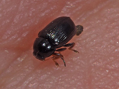 Cryptocephalus labiatus